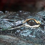 Crocodile's eye.